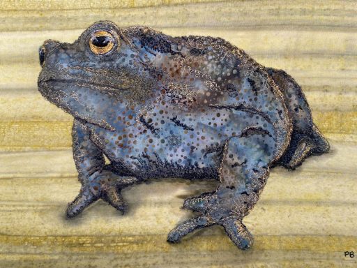 Toad